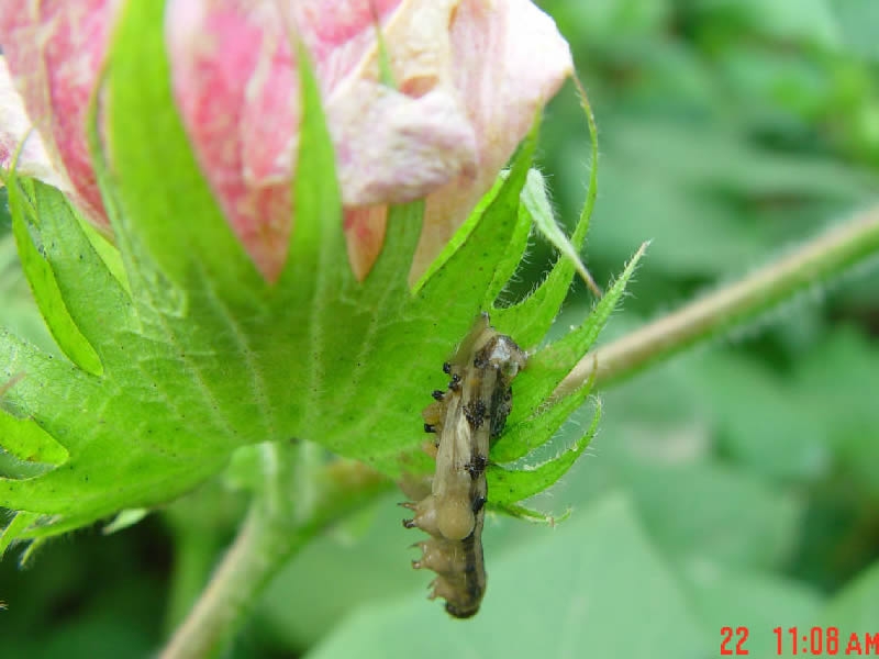 Agropages訪談公司程清泉總經(jīng)理：昆蟲(chóng)病毒殺蟲(chóng)劑：獨(dú)特作用機(jī)制賦予無(wú)限的市場(chǎng)潛力