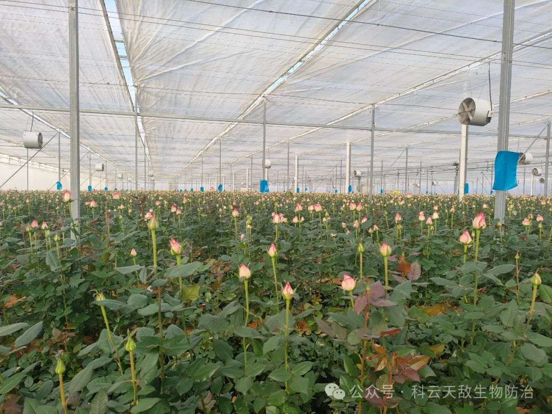 山東50萬(wàn)株玫瑰用上科云®加州捕食螨